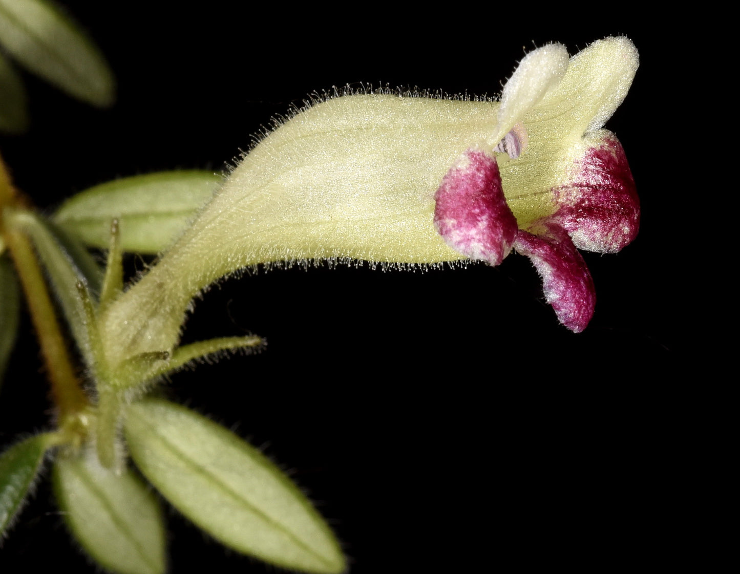 Aeschynanthus denticuliger