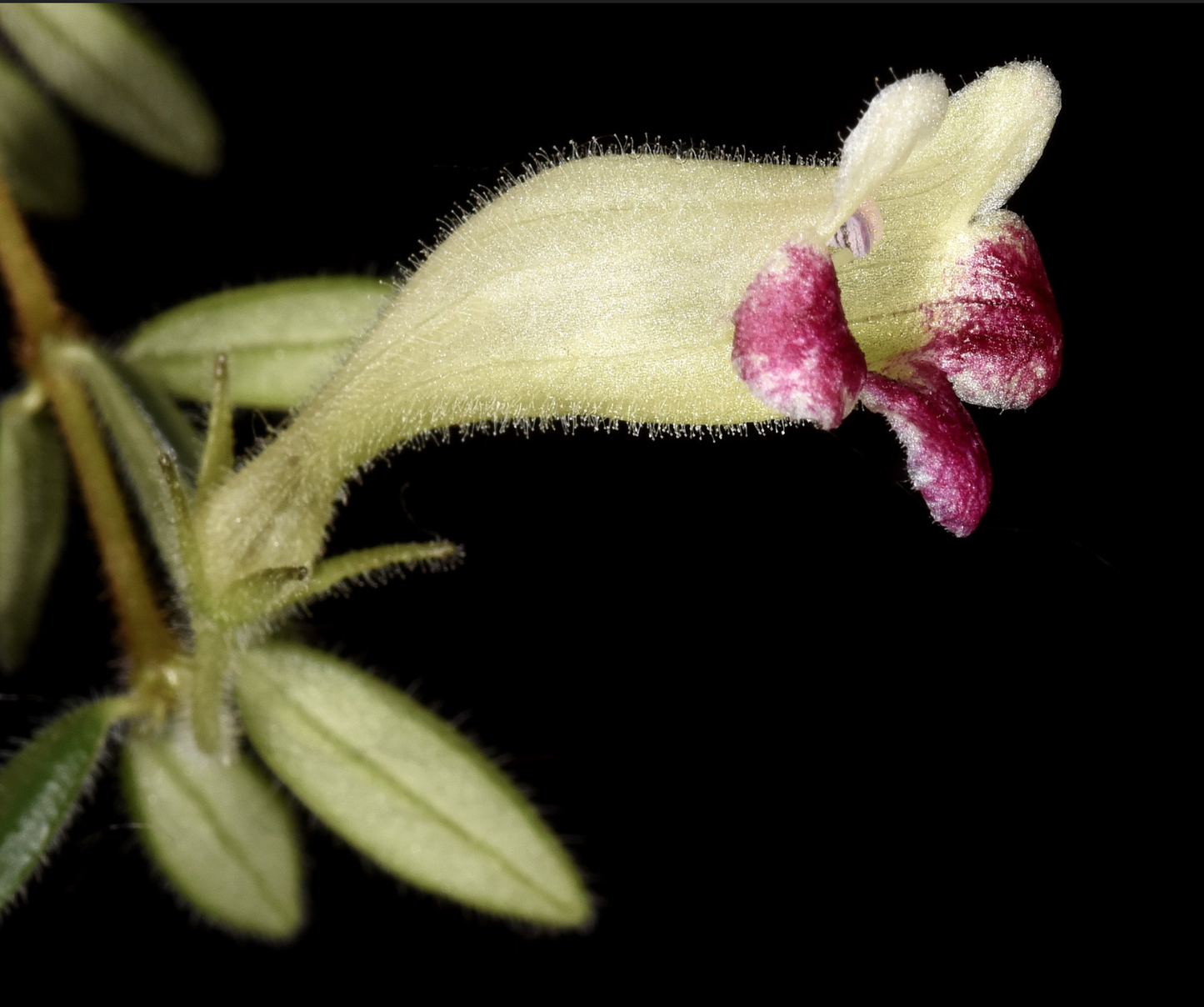 Aeschynanthus chiritoides