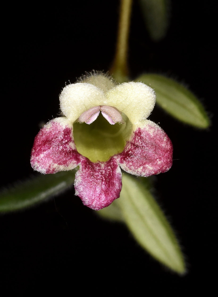 Aeschynanthus denticuliger