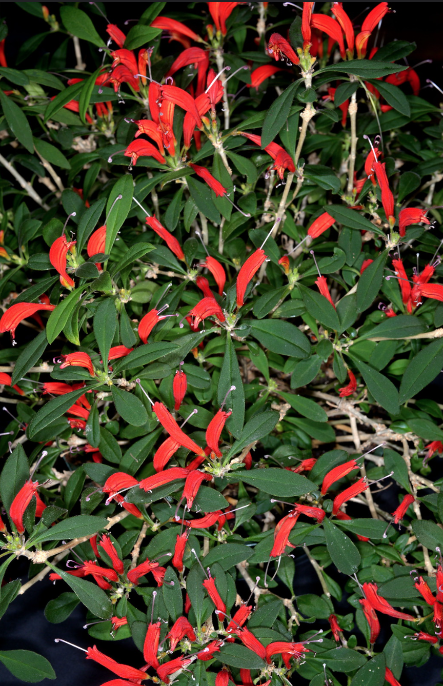Aeschynanthus humilis