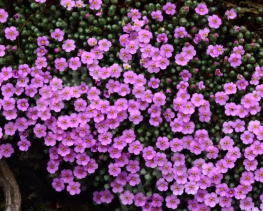 Androsace delavayi