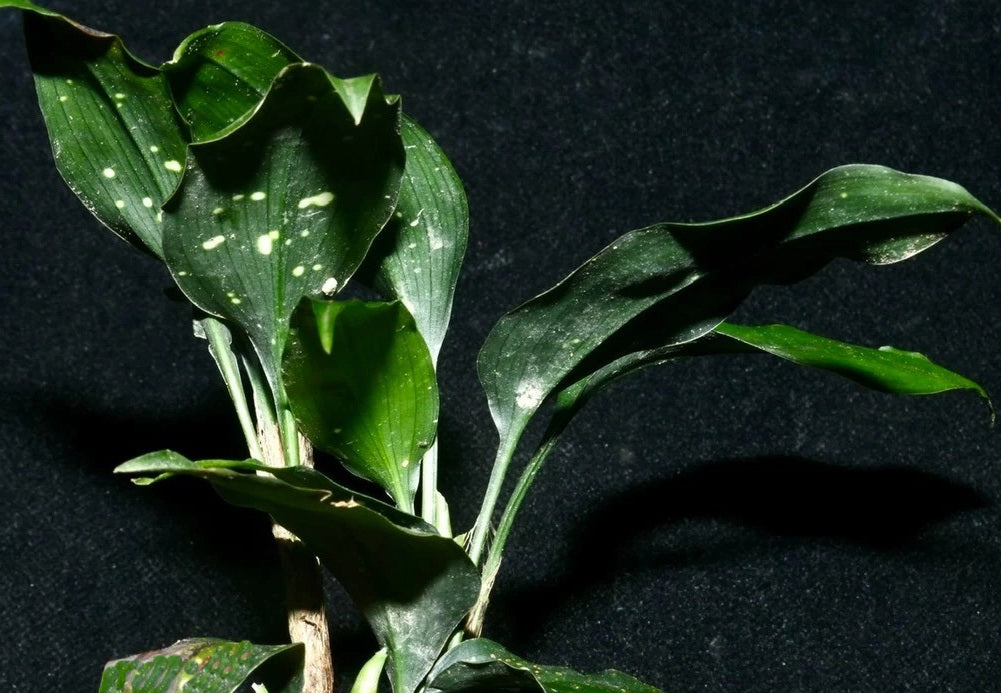 Aspidistra saccata