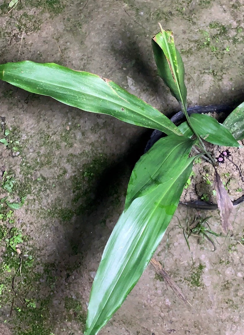 Aspidistra shiwandashanensis