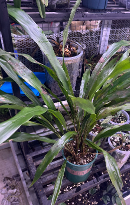 Aspidistra thanhhoaensis