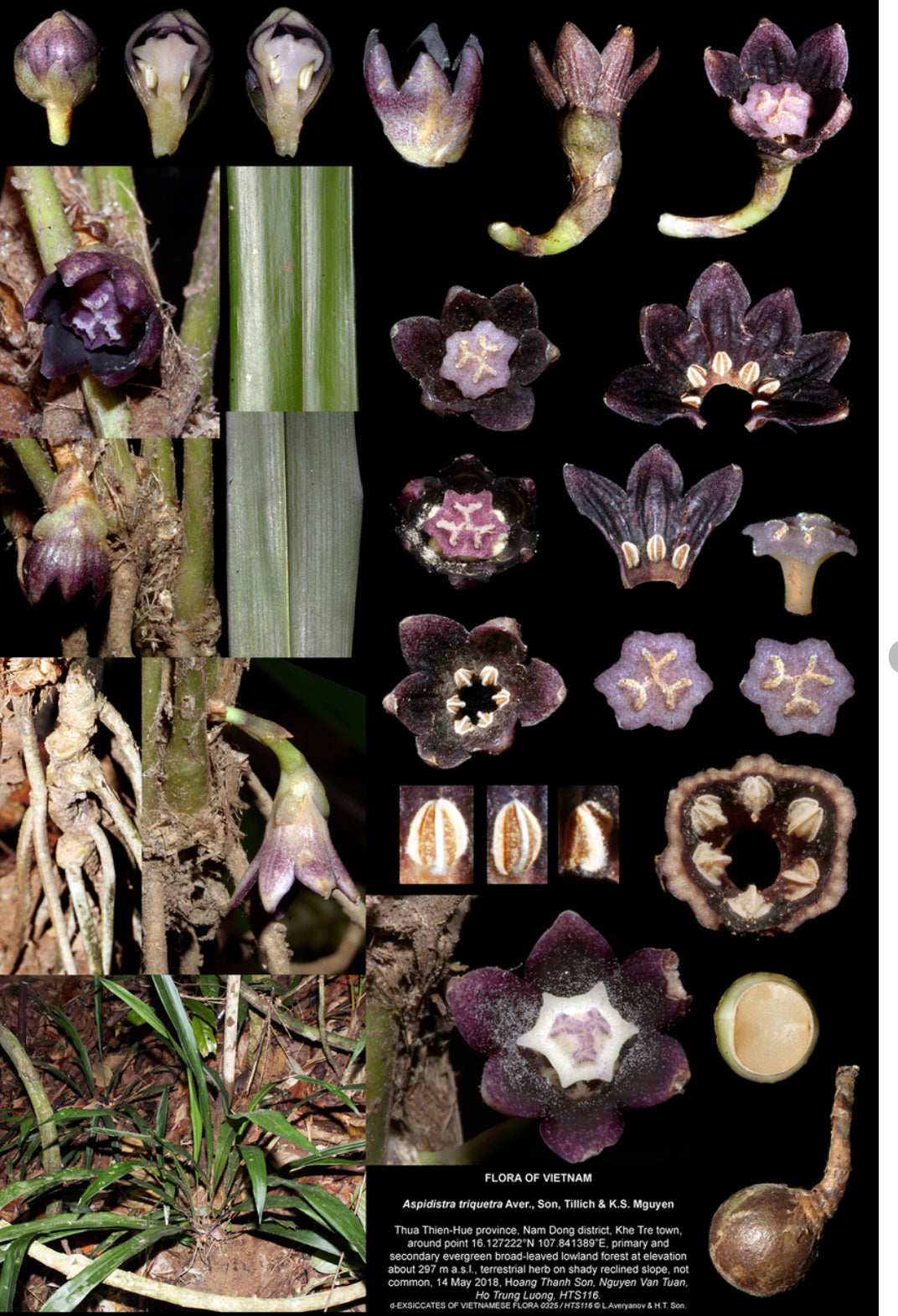 Aspidistra triquetra