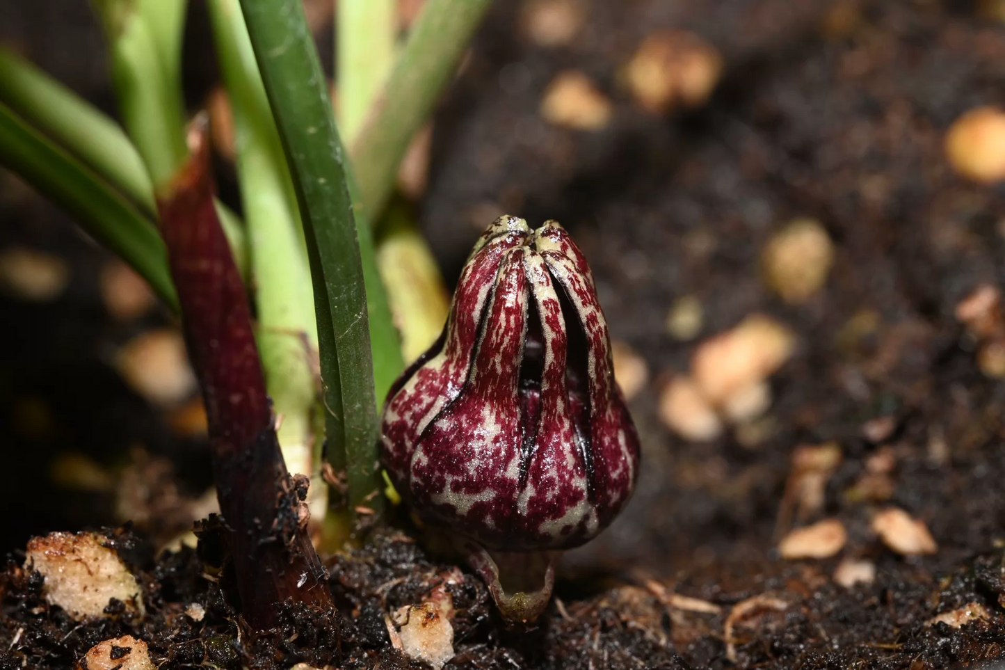 Aspidistra yunbiao
