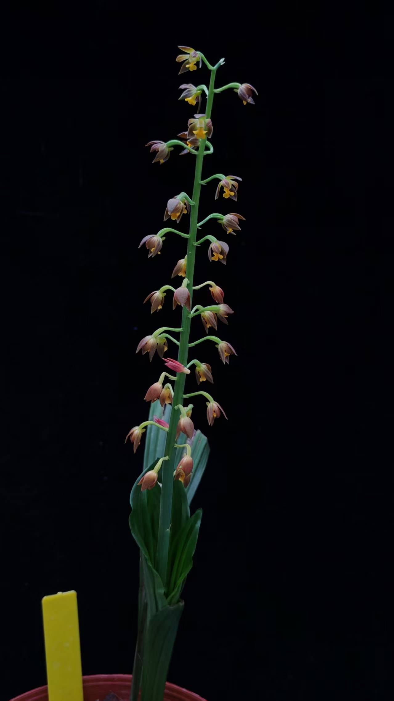 Calanthe manii
