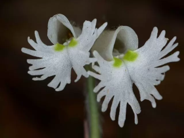 Cheirostylis griffithii