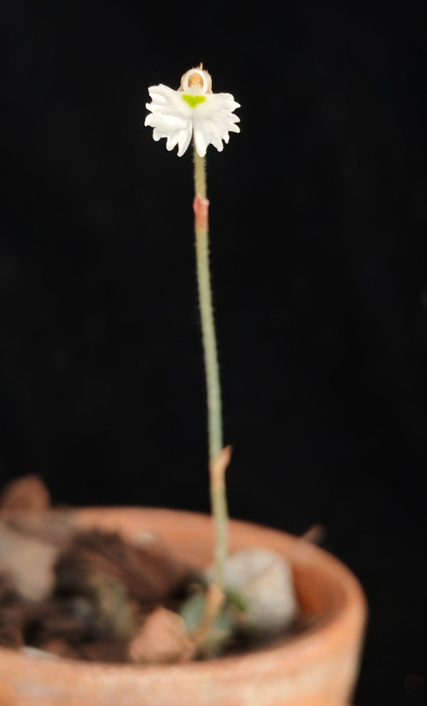 Cheirostylis serpens