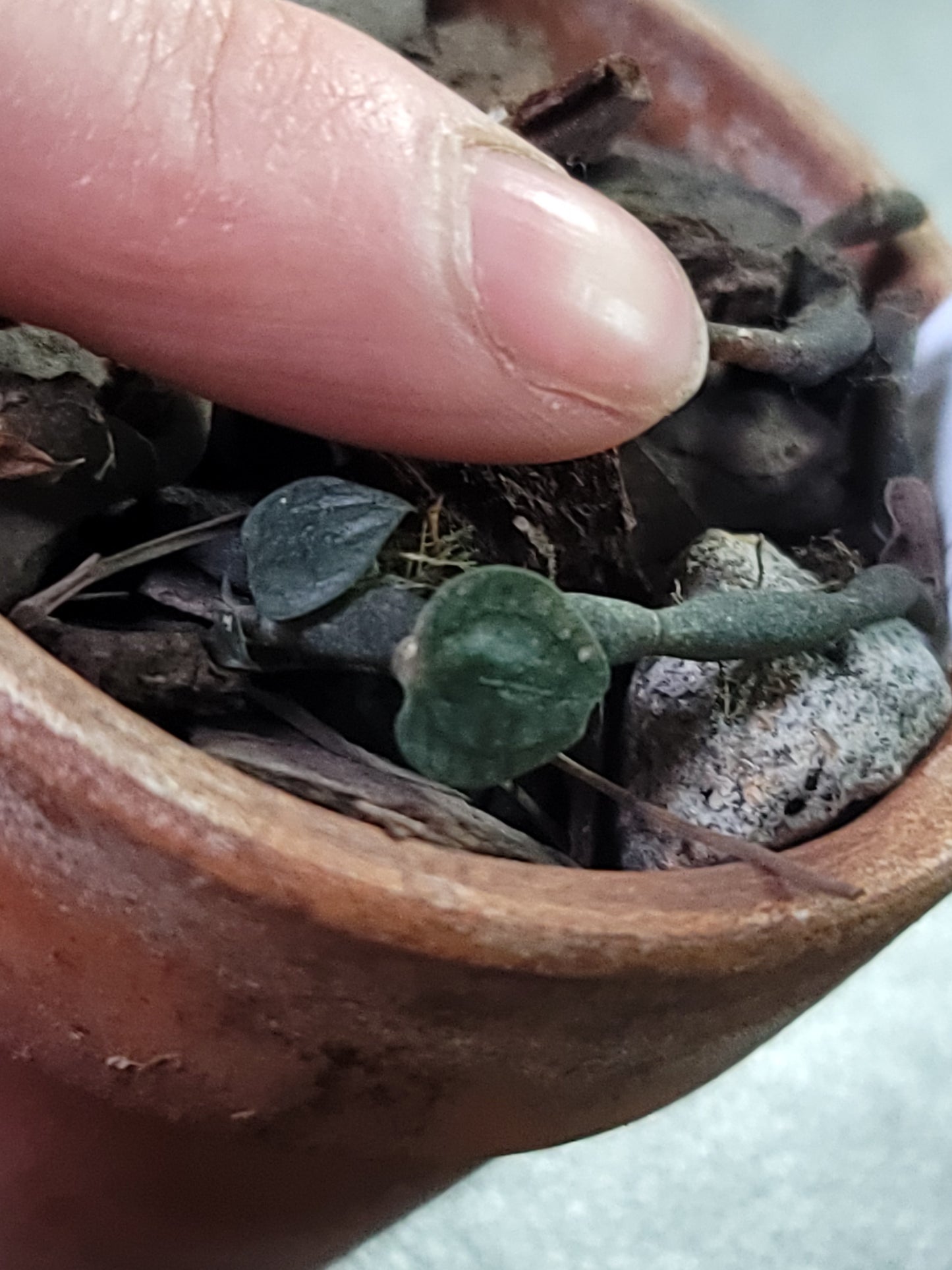 Cheirostylis serpens