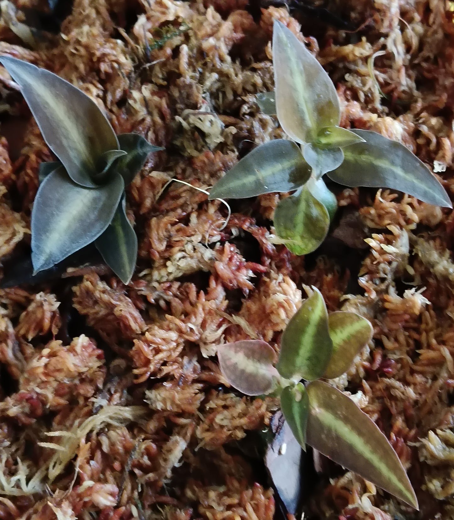Cheirostylis thailandica