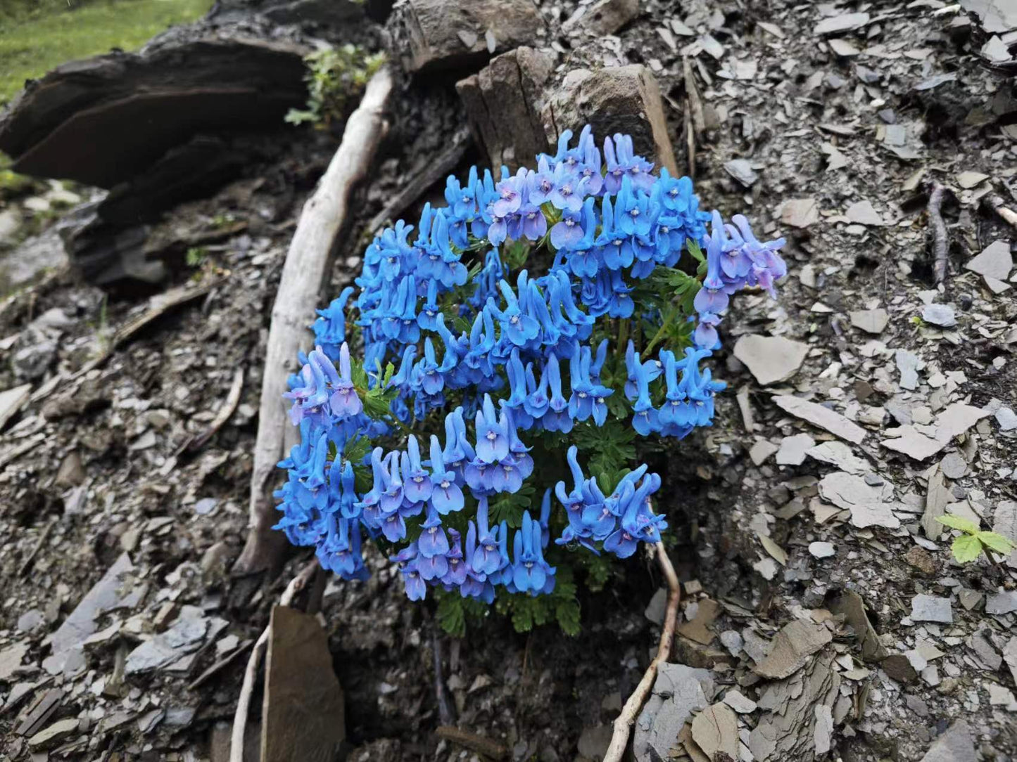 Corydalis harrysmithii