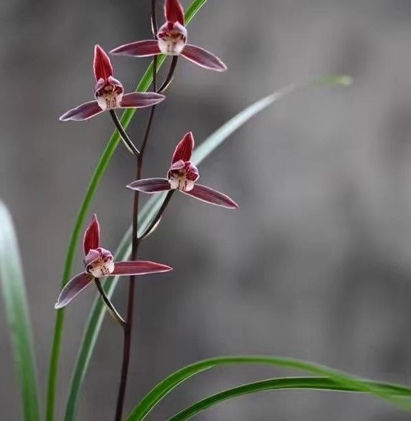 Cymbidium kanran Baoshanhong