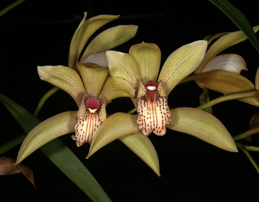 Cymbidium sichuanicum