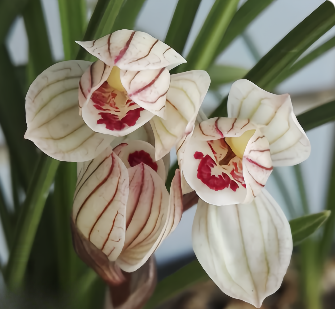 Cymbidium tortisepalum 'Dangshanhe’ 4-6 growths