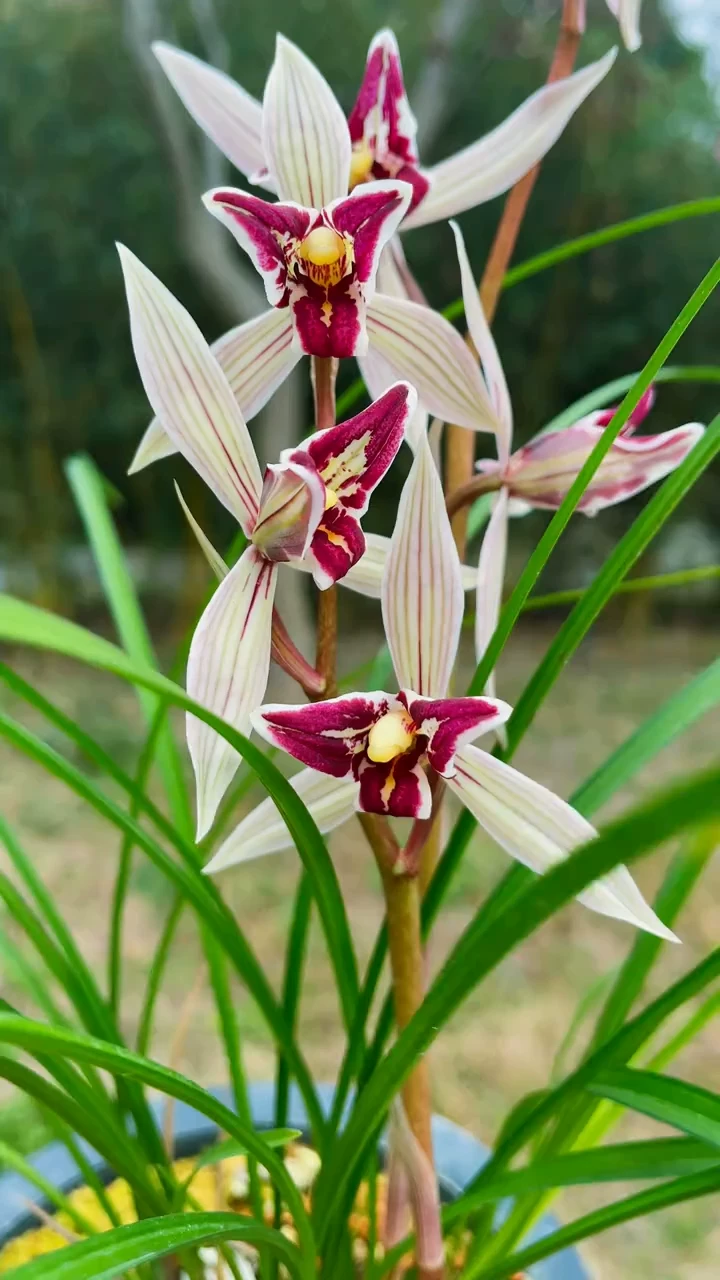 Cymbidium tortisepalum 'HongManTian' 5-7growths