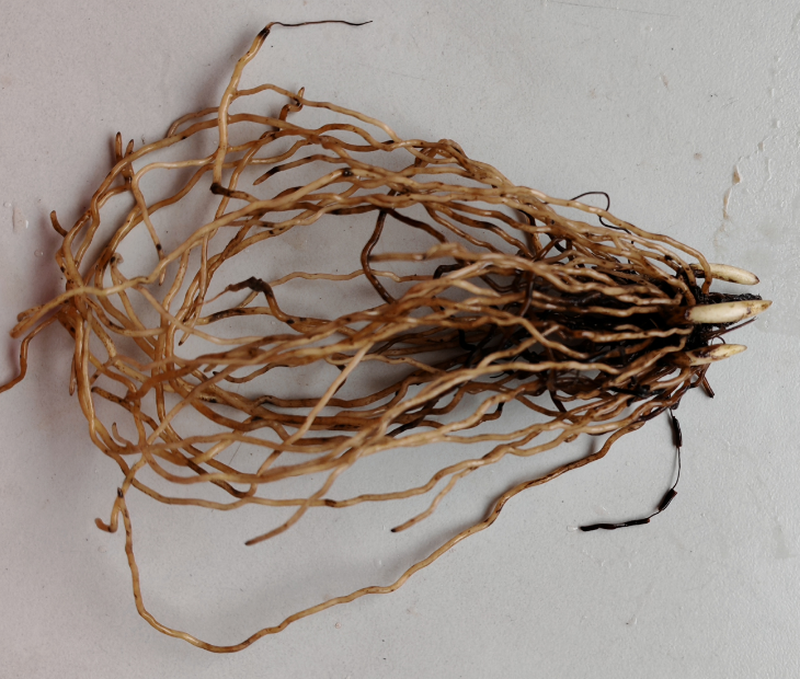 Cypripedium macranthos