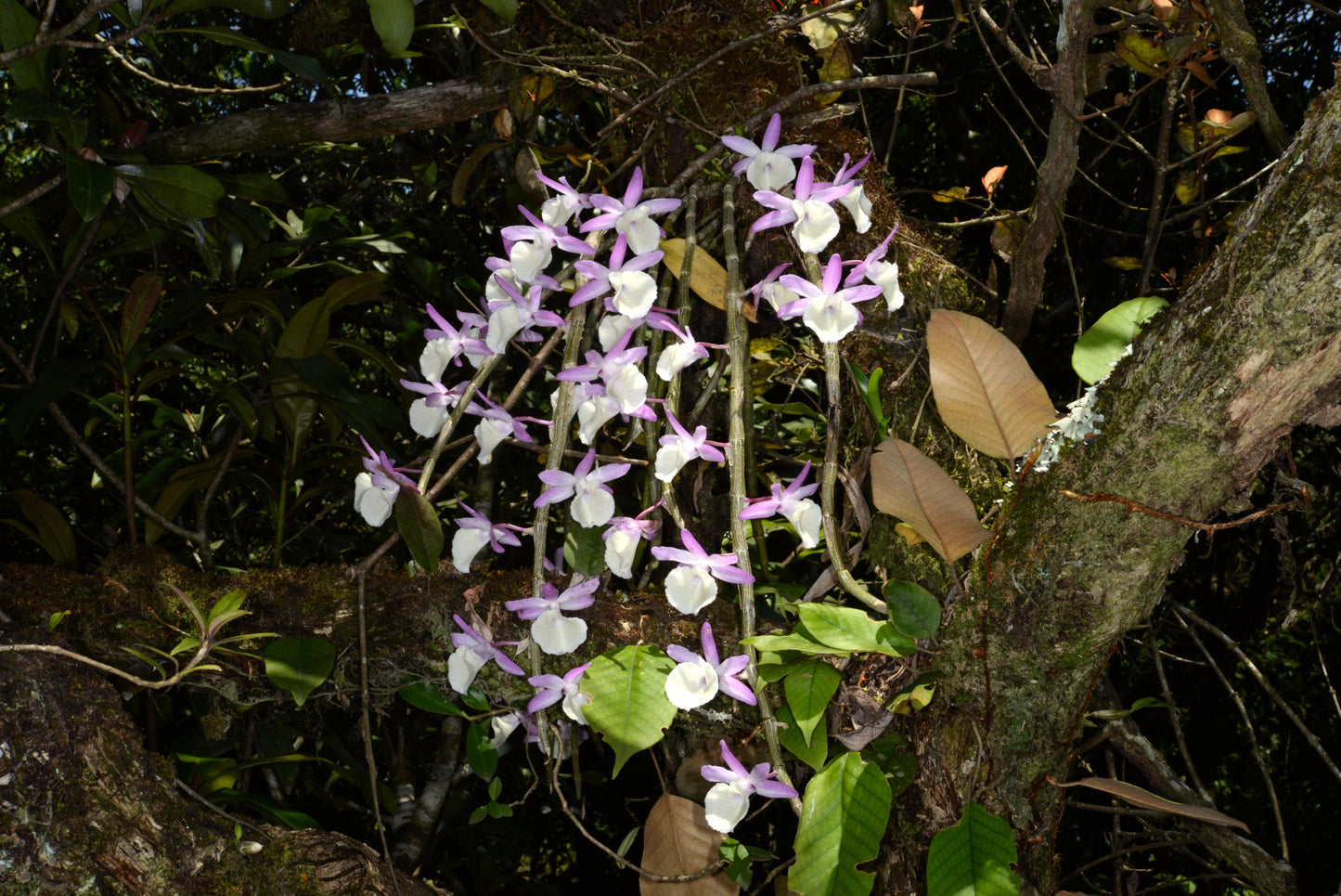 Dendrobium primulinum