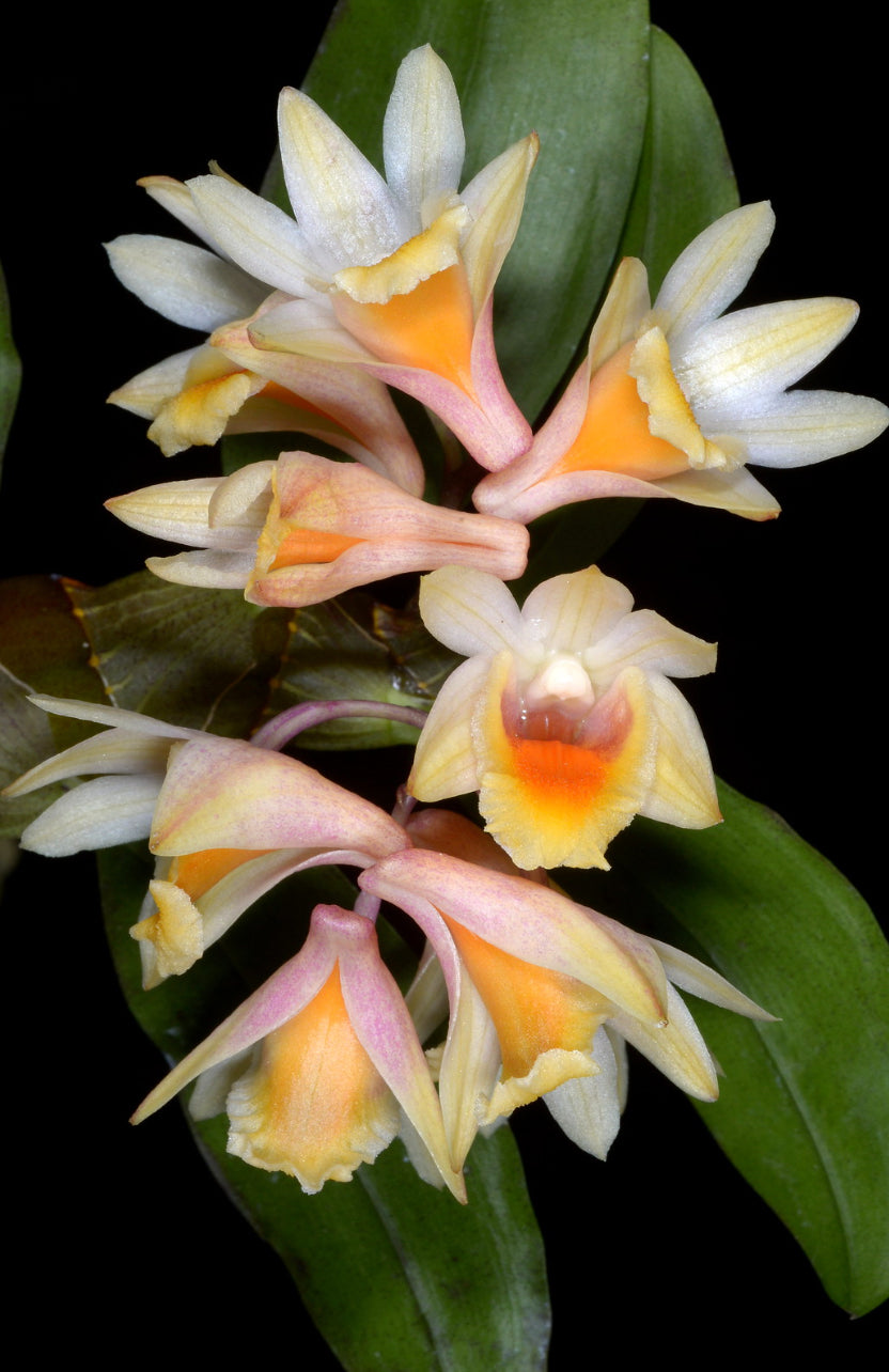 Dendrobium pseudolamellatum