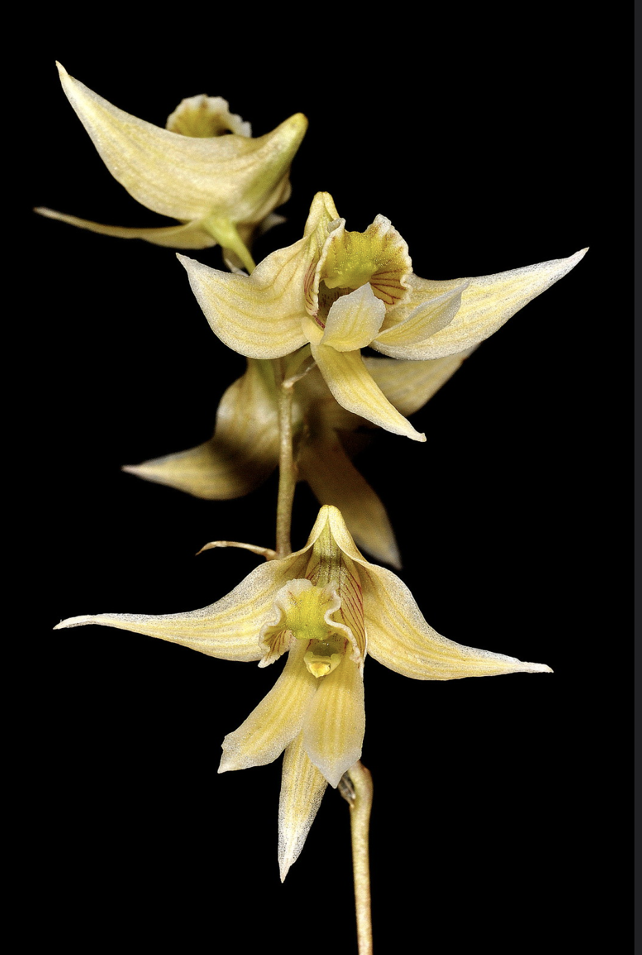 Dendrobium gregulus