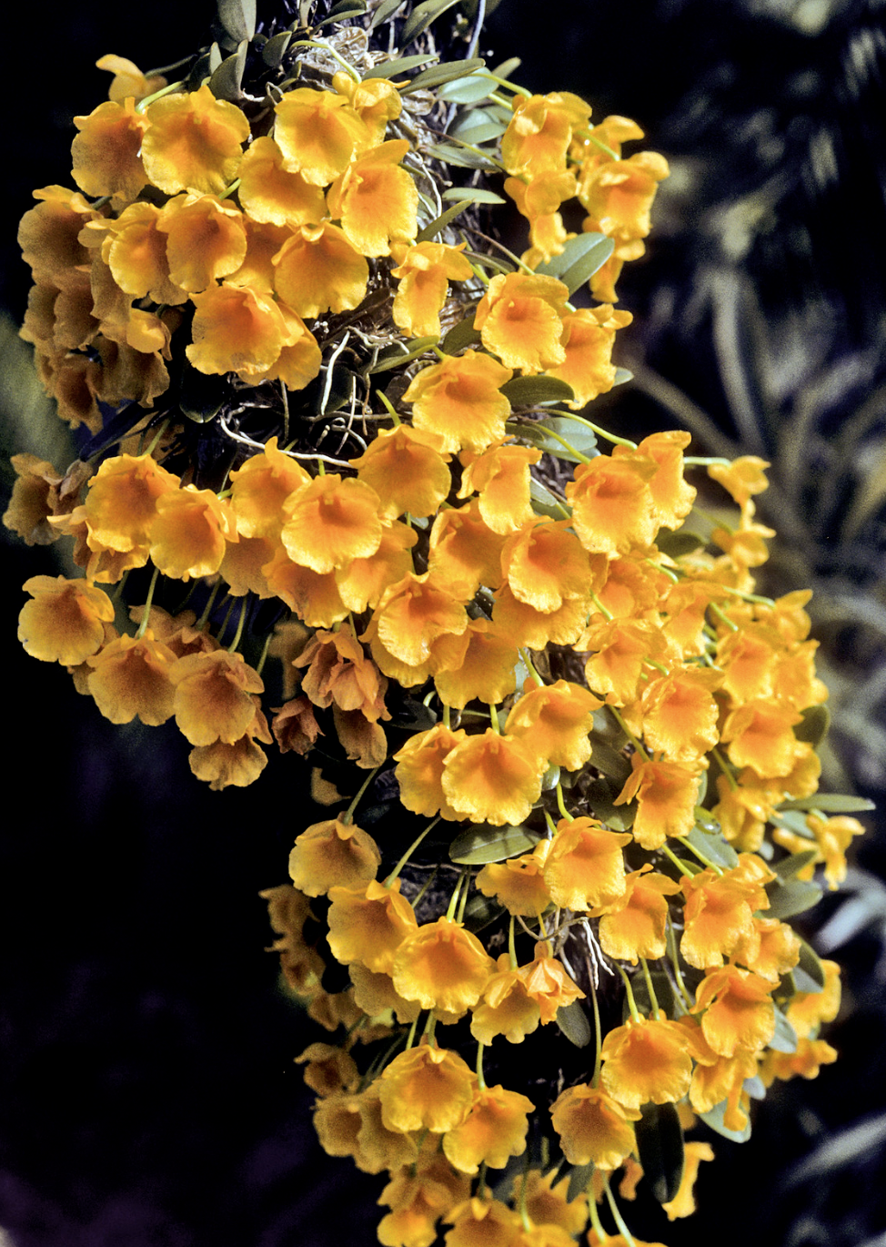 Dendrobium jenkinsii