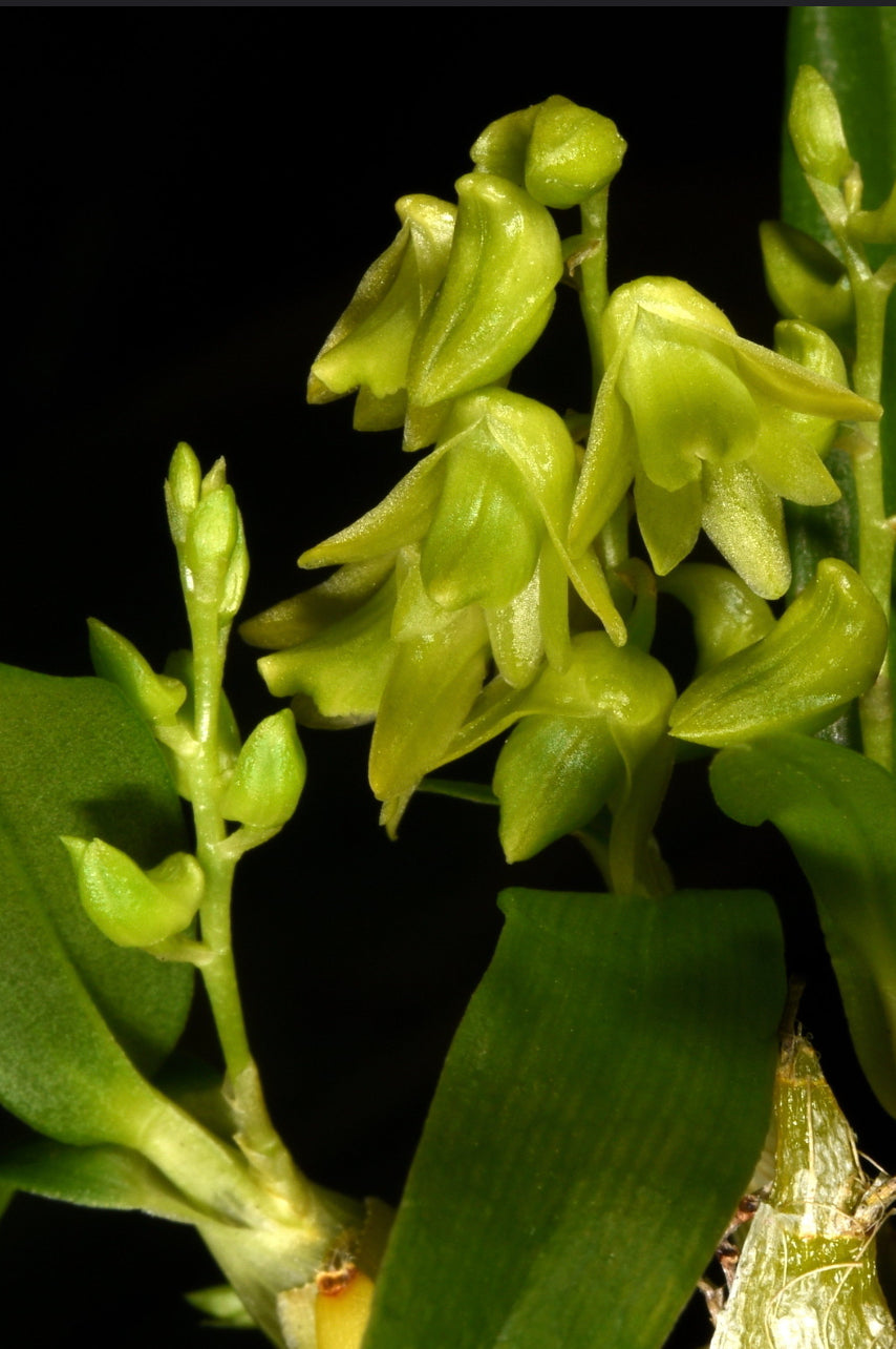Dendrobium minutiflorum