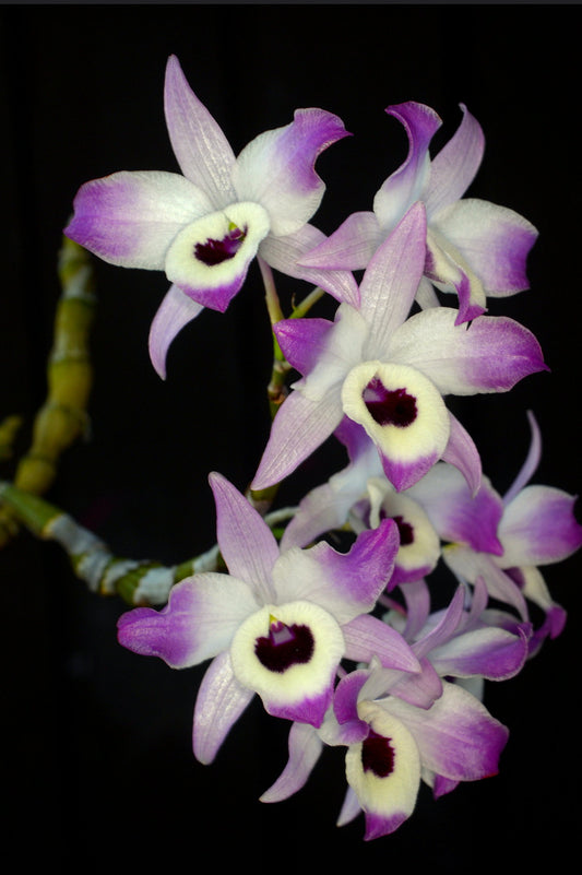Dendrobium nobile