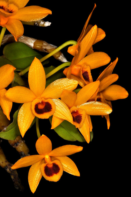 Dendrobium ochreatum
