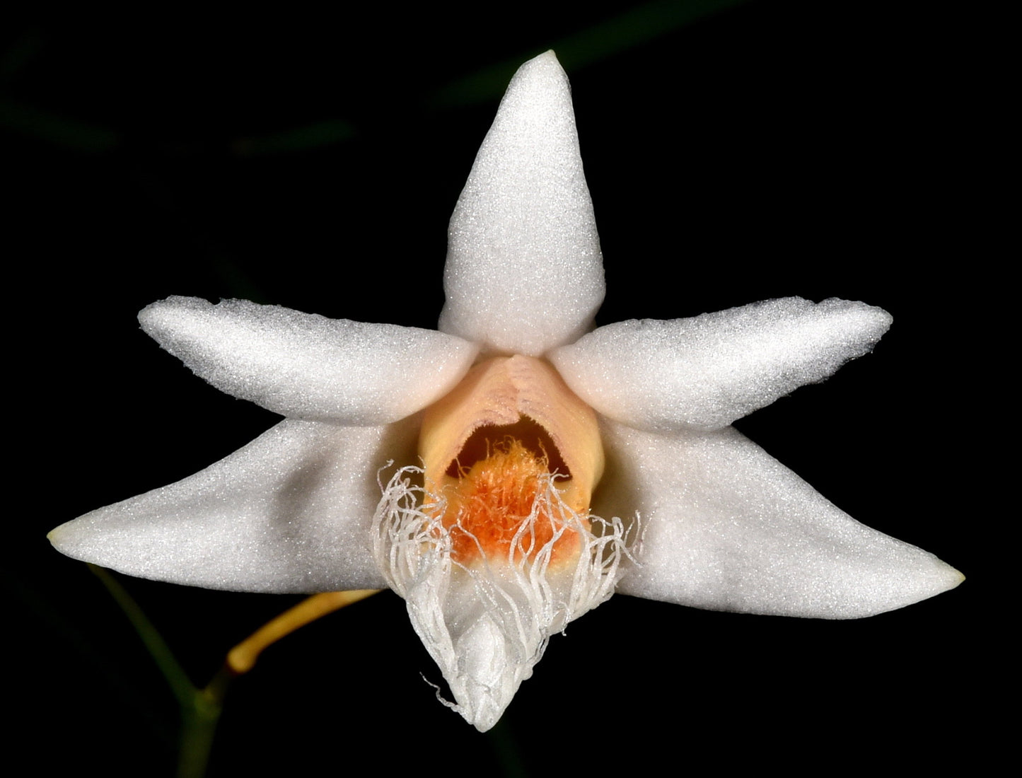 Dendrobium polytrichum