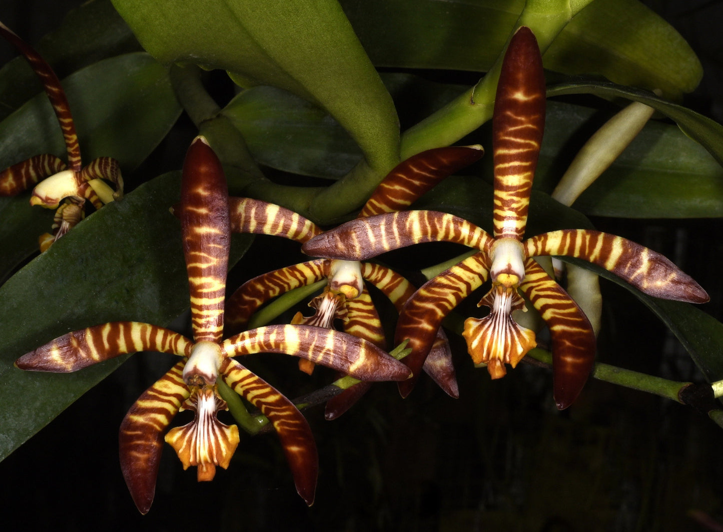 Paphiopedilum hangianum