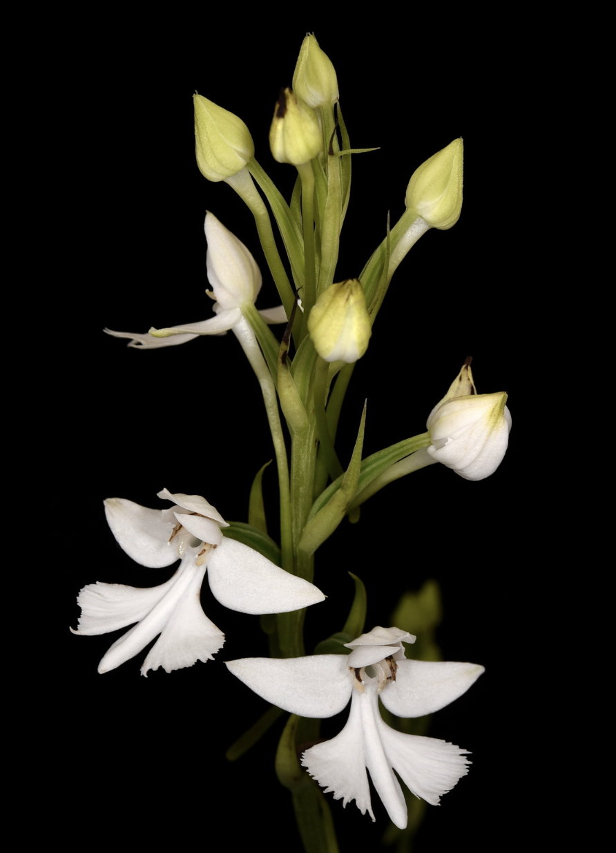 Habenaria dentata
