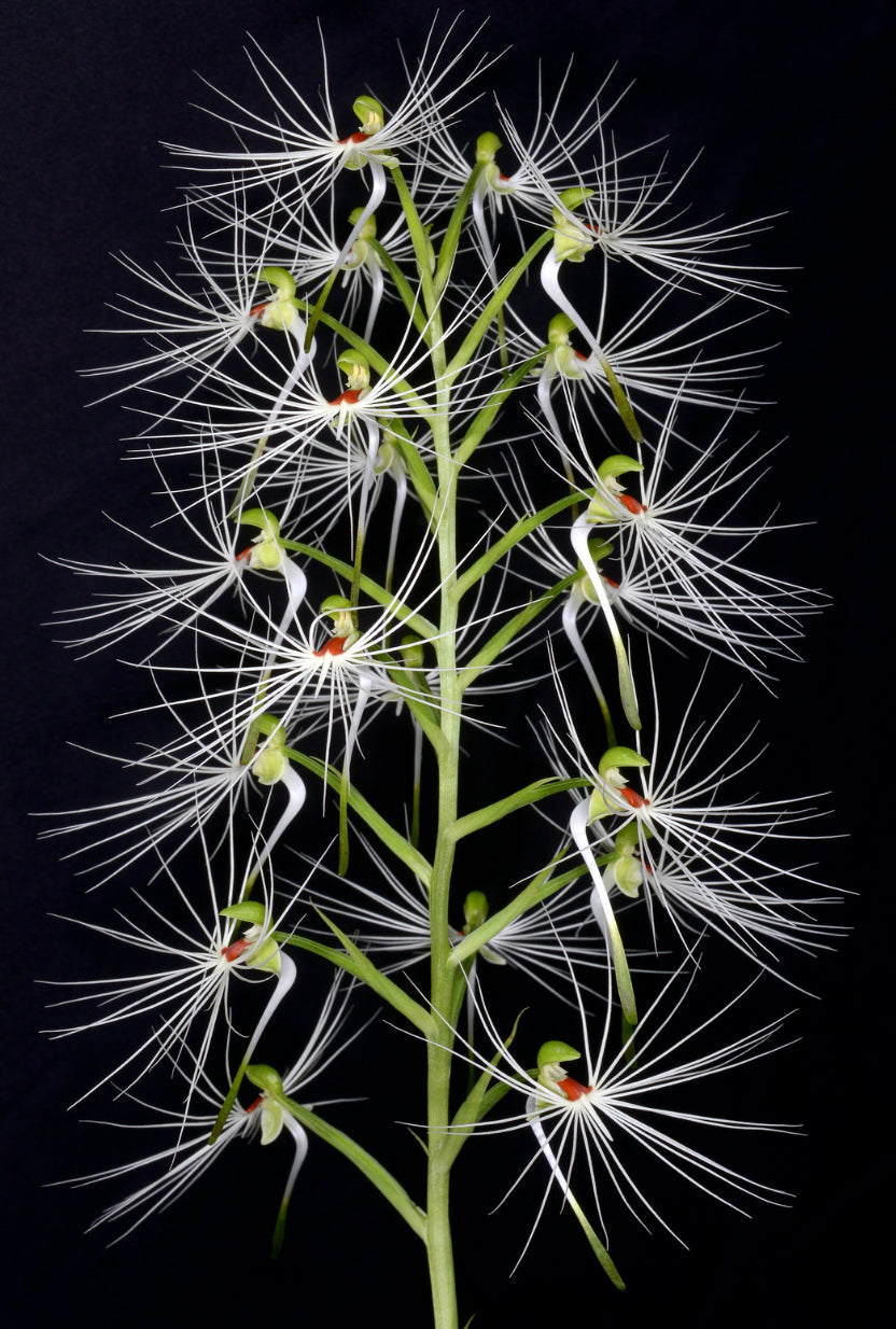 Arisaema – Hengduan Biotechnology