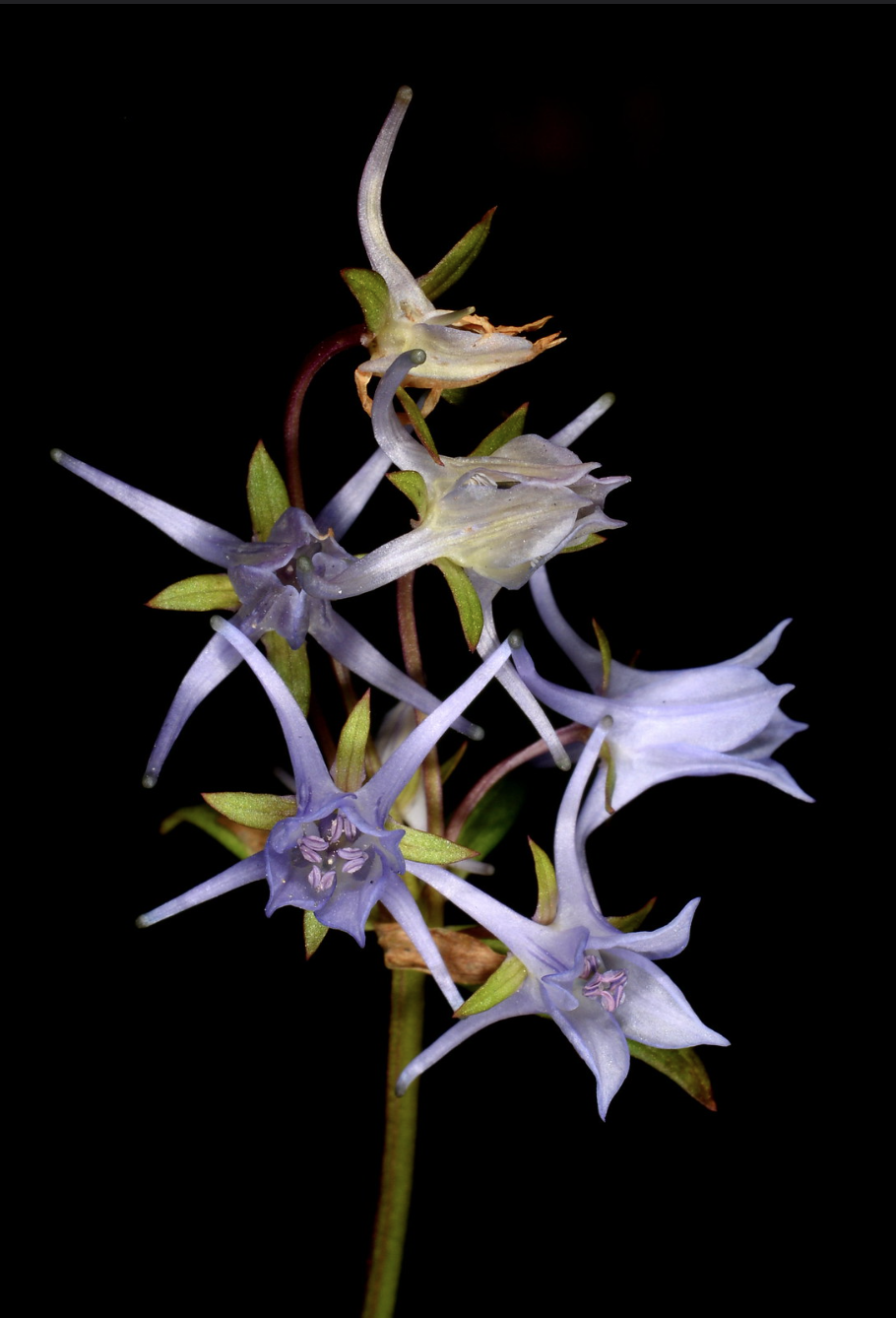 Halenia elliptica
