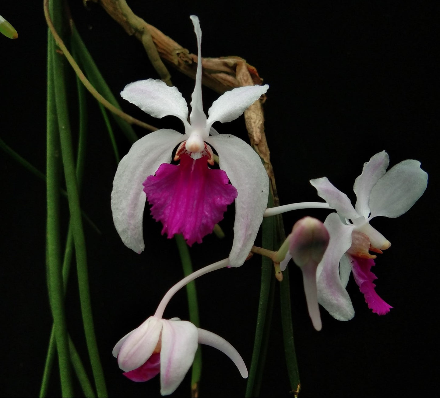 Holcoglossum kimballianum