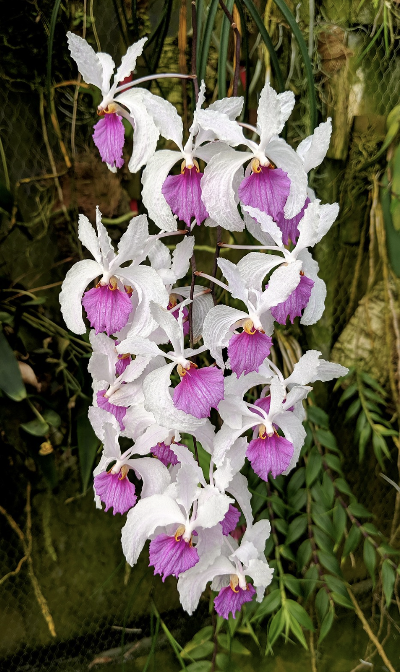 Holcoglossum kimballianum