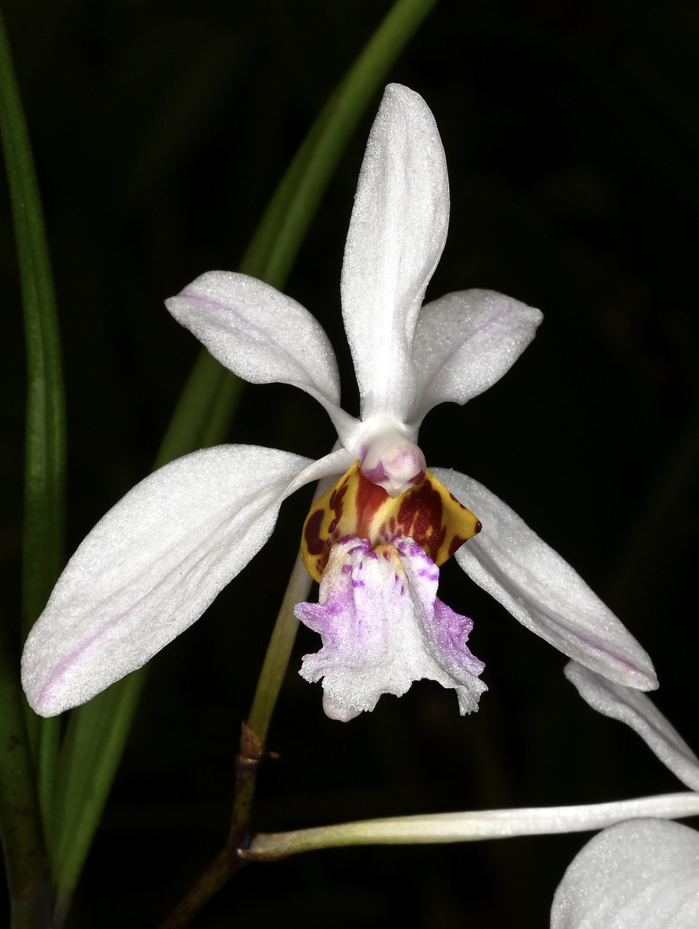 Vanda lamellata x Holcoglossum wangii