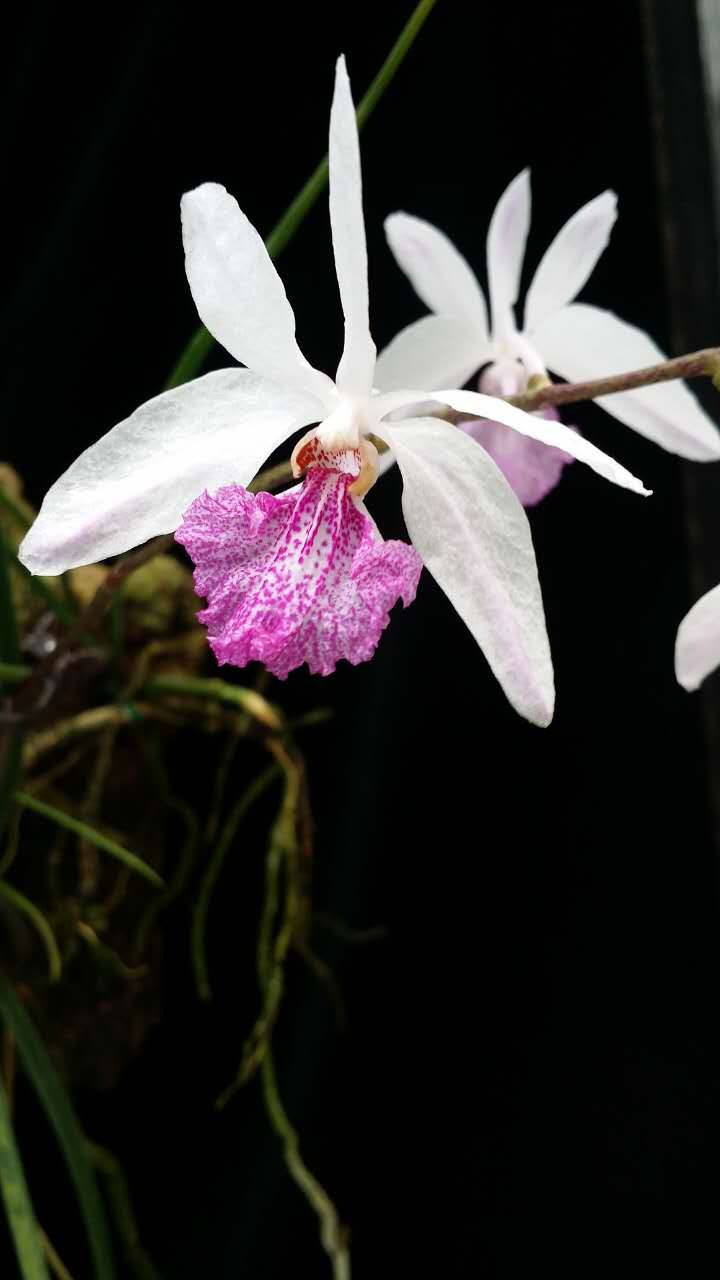 Holcoglossum kimballianum