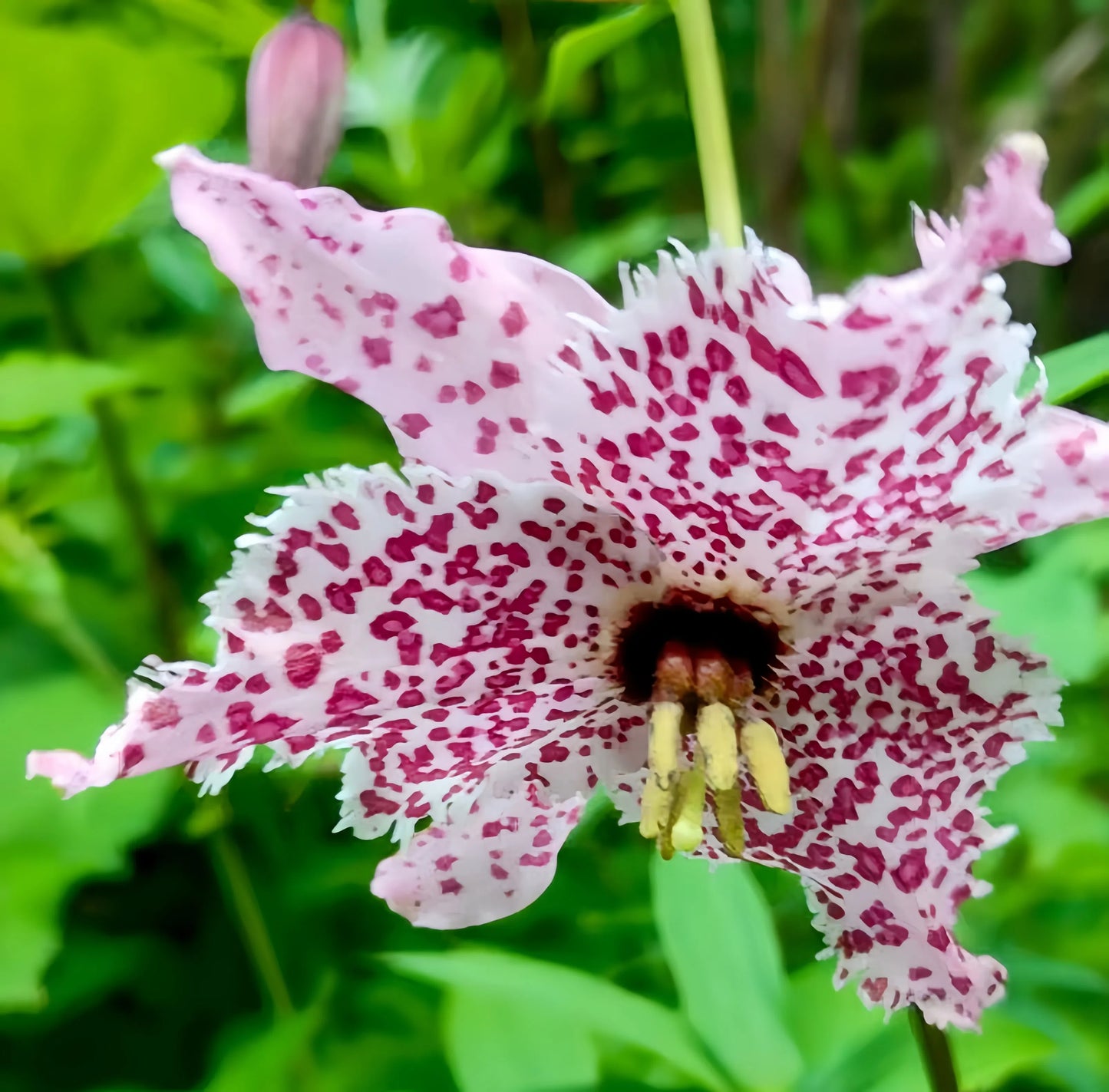 Lilium pardalinum