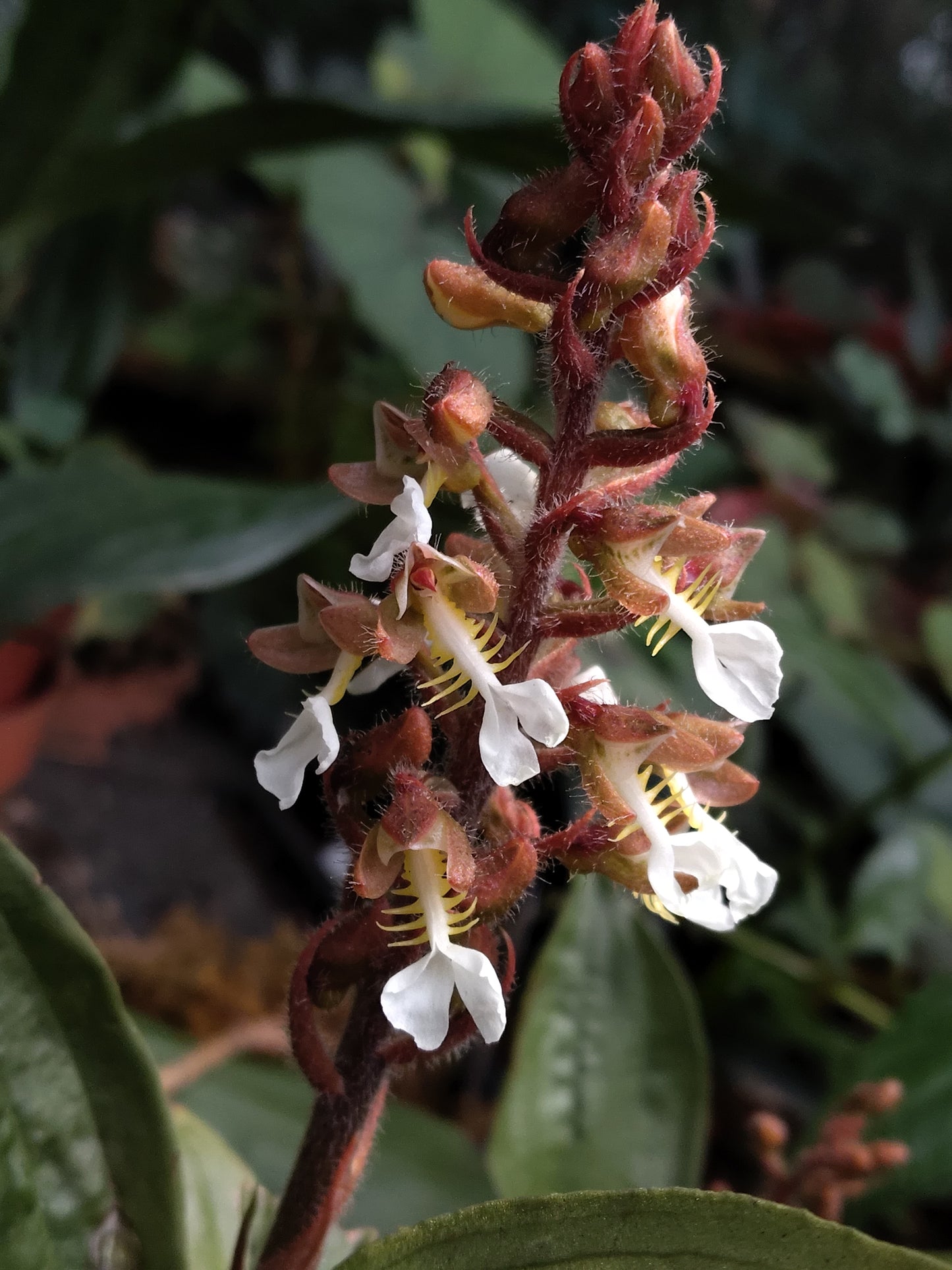 Odontochilus grandiflorus