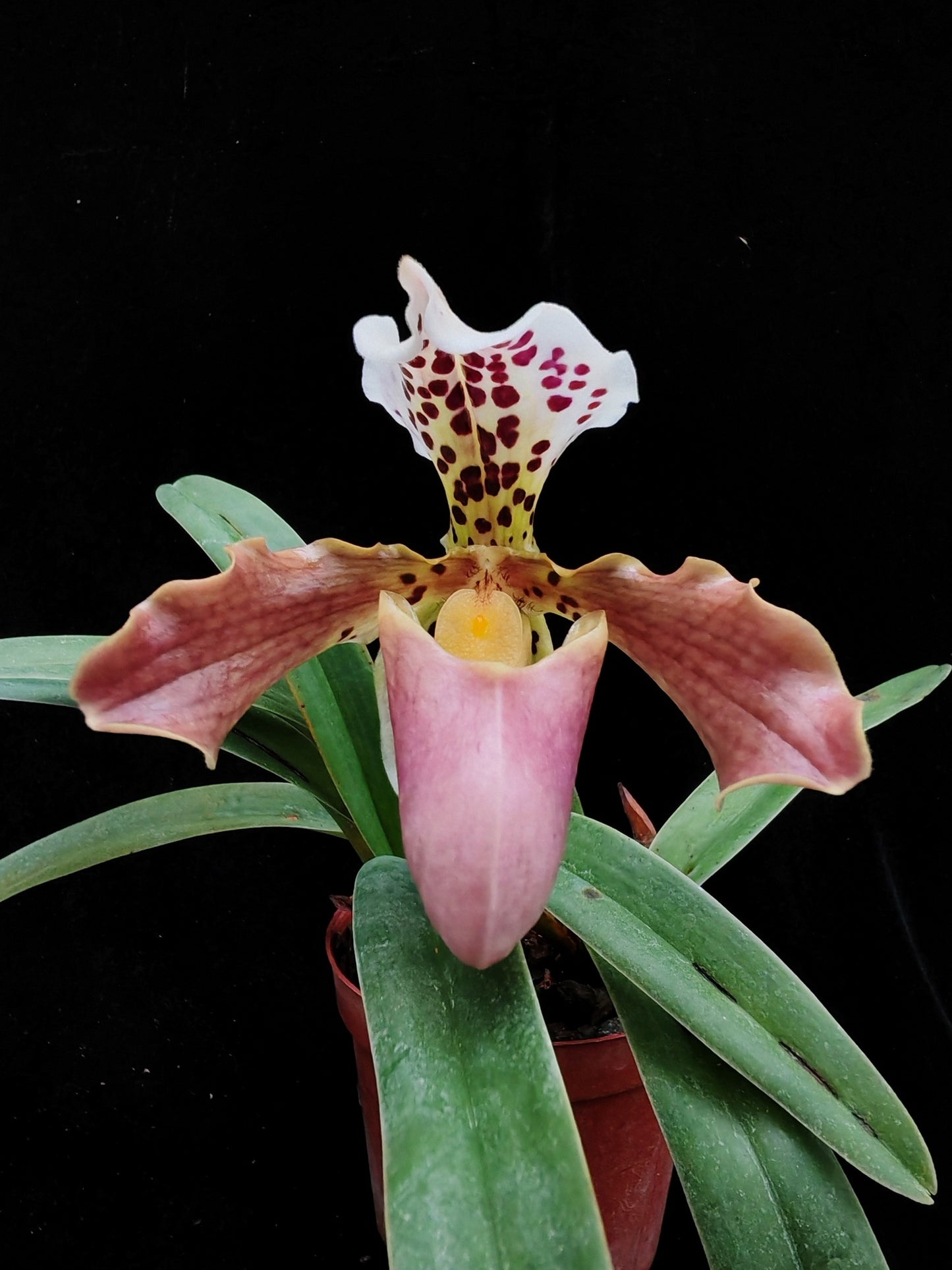 Paphiopedilum New Vietenryanum(henryanum x gratrixianum var. daoense)