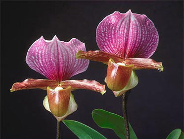 Paphiopedilum charlesworthii