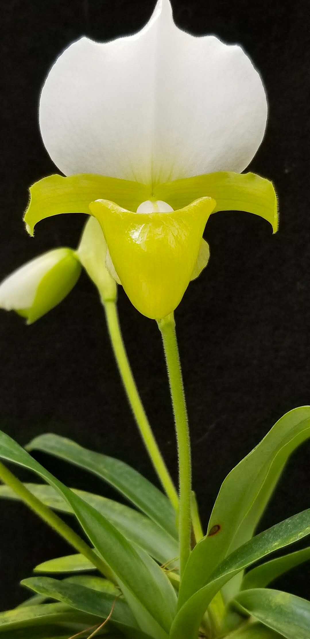 Paphiopedilum charlesworthii var. album