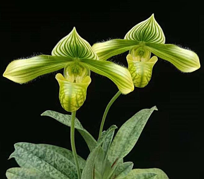 Paphiopedilum venustum fma. album