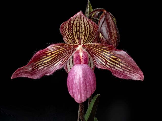 Paphiopedilum Gloria Naugle (micranthum x rothschildianum)