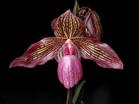Paphiopedilum Gloria Naugle (micranthum x rothschildianum)
