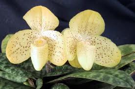Paphiopedilum concolor