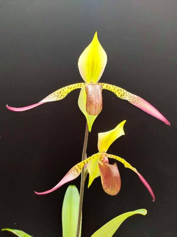 Paphiopedilum Yili Preel (Lady Rothschildianum x lowii)