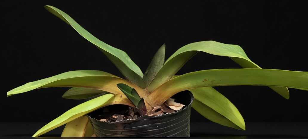 Paphiopedilum Shen-Liu Elf (liemianum x anitum)