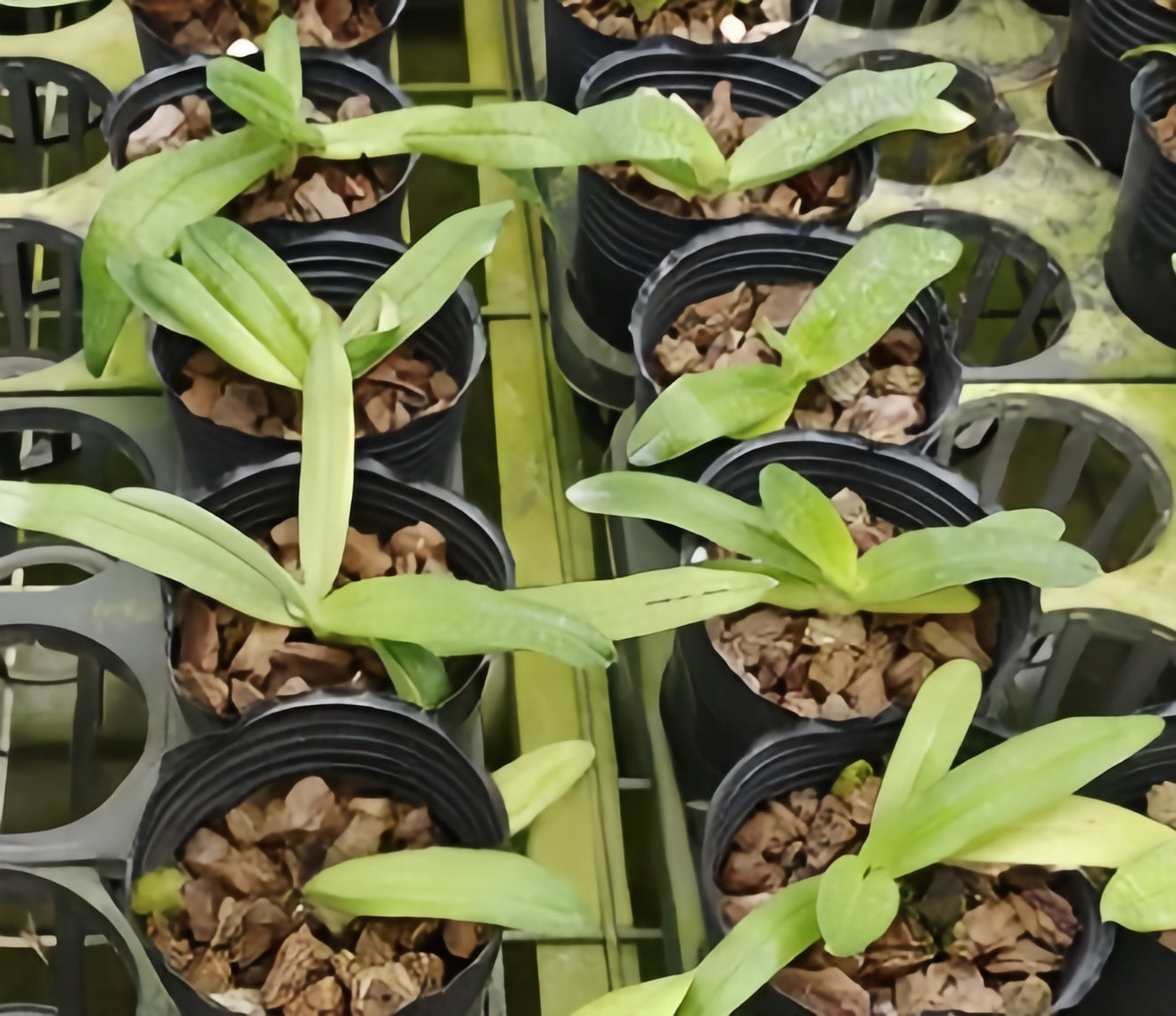 Paphiopedilum Woluwense(rothschildianum x niveum)