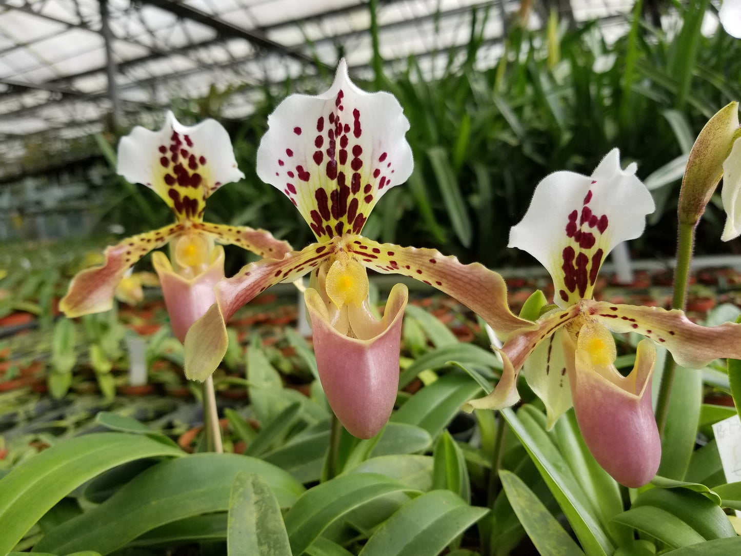 Paphiopedilum New Vietenryanum(henryanum x gratrixianum var. daoense)